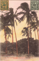 Nouvelle Calédonie - Colonie Française - Palmiers - Colorisé - Carte Postale Ancienne - Nieuw-Caledonië