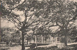 Nouvelle Calédonie - Numéa - Jardin Public  - Carte Postale Ancienne - Nieuw-Caledonië