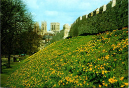 (4 P 43) UK - York (City Wall And Daffodil) - York