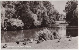 Steenwijk, Park Rams Woerthe - (Overijssel, Nederland) - 1961 - Steenwijk