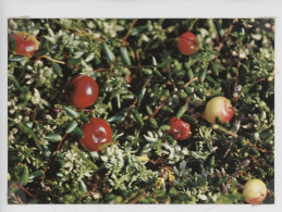 Vaccinium Exycoccos L. Canneberge - Flore Des Hautes-Vosges Jardin D'altitude Du Haut-Chitelet - Pierre Valck Photograph - Heilpflanzen