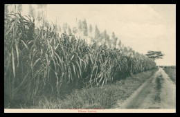 * TRINIDAD - Sugar Cane - TRINIDAD - Canne à Sucre - Edit. WILSONS - Trinidad