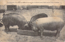 ANIMAUX - Balade A Montmorency On T'attend Pour Faire Un 4e à La Manille - Cochons - Carte Postale Ancienne - Varkens