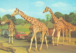 Woburn Safari Park, UK - Giraffe - Andere & Zonder Classificatie