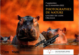 (4 P 46) Photograph Of Nature - Hippopotamus - Ippopotami