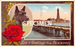 Blackpool From North Pier -  Terrier Dog - Blackpool