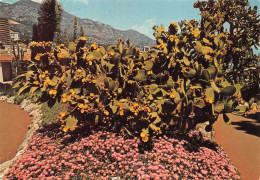 CACTUS   MONACO - Cactus