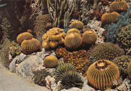 CACTUS   MONACO - Cactus