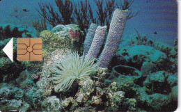 TARJETA DE BONAIRE DE ARRECIFES DE CORAL - Pesci