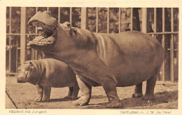 23-JK-201 : HIPPOPOTAMES - Hippopotames