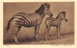 23-JK-211 : ZEBRES - Zebra's