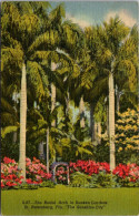 Florida St Petersburg The Bridal Arch In Sunken Gardens 1953 Curteich - St Petersburg