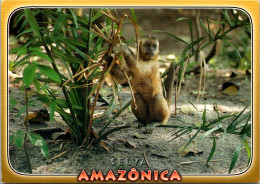 Brazil Manaus Amazonica Monkey Macaco Prego - Manaus