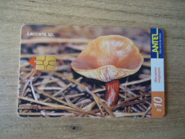 URUGUAY  USED CARDS  FLOWERS MUSHROOMS - Blumen