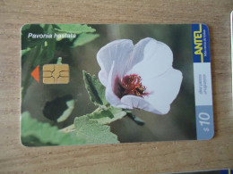 URUGUAY  USED CARDS  PLANTS FLOWERS - Fleurs