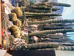 5 CARD CACTUS MONACO MONTECARLO  VN1966 JH10468 - Cactusses