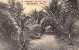 CONGO BELGE - Avenue Des Palmiers à Banana - Carte Postale Ancienne - Belgian Congo