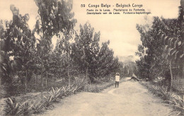 CONGO BELGE - Poste De La Lowa - Plantations De Funtumia - Carte Postale Ancienne - Belgian Congo