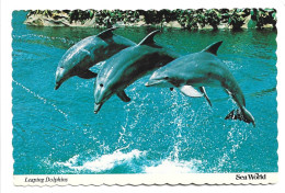 LEAPING DOLPHINS.- SEA WORLD.- SAN DIEGO.- CALIFORNIA.-  ( USA ) - San Diego