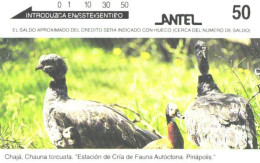 Uruguay:Used Phonecard, Antel, 50, Birds, Chauna Torcuata - Uruguay