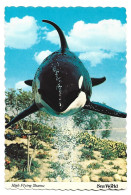 HIGH FLYING SHAMU.- SEA WORLD.- SAN DIEGO.- CALIFORNIA.-  ( USA ) - San Diego