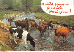 HUMOUR - VACHES - « Et Voilà Pourquoi Je Ne Bois Jamais D'eau ! » Éd. CELLARD - Cows