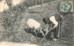 Périgueux * Deux Périgords Trouvant La Truffe * Cochon Porcs Truffier - Périgueux