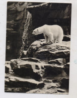 1000 BERLIN - FRIEDRICHSFELD, Tierpark Berlin (Zoo), Eisbären, 1965 - Hohenschoenhausen