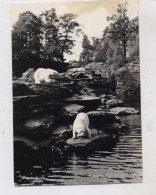 1000 BERLIN - FRIEDRICHSFELD, Tierpark Berlin (Zoo), Eisbären, 1965 - Hohenschoenhausen