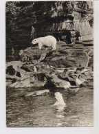1000 BERLIN - FRIEDRICHSFELD, Tierpark Berlin (Zoo), Eisbären, 1970 - Hohenschönhausen