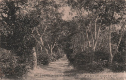 Nouvelle Calédonie - Thio - Allée Dans Une Caféerie A St Paul -  Carte Postale Ancienne - Nuova Caledonia