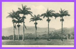 * TRINIDAD - The Savannah Palms - Animée - Edit. WILSONS - Trinidad