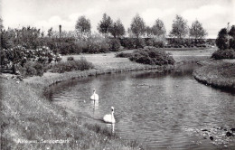 PAYS BAS - AALSMEER - Seringempark - Carte Postale Ancienne - Other & Unclassified