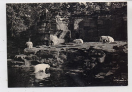 1000 BERLIN - FRIEDRICHSFELD, Tierpark Berlin (Zoo), Eisbären, 1967 - Hohenschönhausen