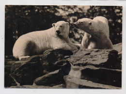 1000 BERLIN - FRIEDRICHSFELD, Tierpark Berlin (Zoo), Eisbären, 1963 - Hohenschönhausen