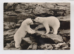 1000 BERLIN - FRIEDRICHSFELD, Tierpark Berlin (Zoo), Eisbären, 1963 - Hohenschönhausen