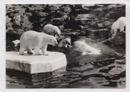 1000 BERLIN - FRIEDRICHSFELD, Tierpark Berlin (Zoo), Eisbären, 1972 - Hohenschoenhausen