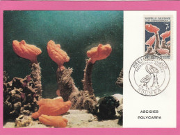 Carte Maximum - Nouvelle Calédonie - 1964 - Aquarium De Nouméa - Premier Jour - Maximumkaarten