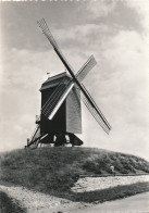 HERZELE    DE MOLEN   FOTO KAART     2 SCANS - Herzele