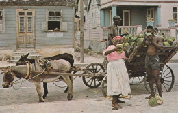 THE TROPICAL CARIBBEAN. - Native Coconut Vendor - Other & Unclassified