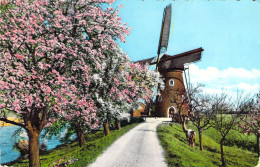 PAYS BAS - Lente In Holland - Carte Postale Ancienne - Other & Unclassified