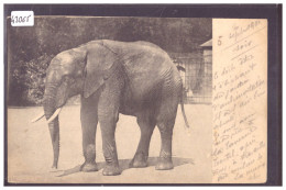 ELEPHANT - ELEFANT - ELEFANTE - B ( PLI D'ANGLE ) - Éléphants