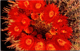 Cactus Barrel Cactus With Flowers - Sukkulenten