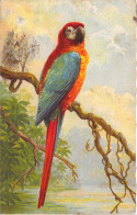 Oiseaux - Péroquet - Illustration - Carte Postale Ancienne - Oiseaux