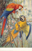 Oiseaux - Perroquets - Illustration - Carte Postale Ancienne - Birds