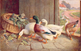 Oiseaux - Colvert Et Oies - Illustration - Carte Postale Ancienne - Oiseaux