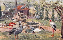 Oiseaux - Différents Oiseaux échassiers Et Non - Illustration - Carte Postale Ancienne - Birds