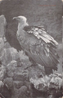 Oiseaux - Vautour - Carte Postale Ancienne - Birds