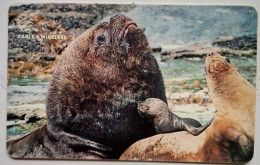 Falkland Islands £10 Chip Card "  Family Of Sea Lions " - Isole Falkland