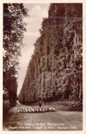 ECOSSE - Blairgowrie - The Beech Hedge - Carte Postale Ancienne - Autres & Non Classés